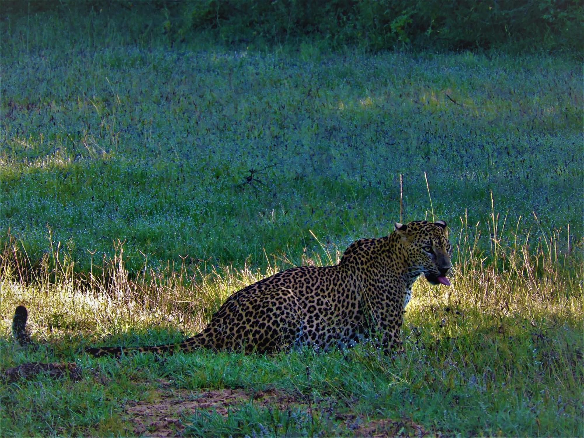 Yala Podi Hoona Bush Camp Exterior foto